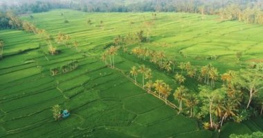 Pirinç tarlaları Bali / hava hava görünümünü robot görünümü güzel pirinç tarlaları Bali günbatımı sırasında Endonezya