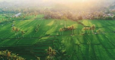 Pirinç tarlaları Bali / hava hava görünümünü robot görünümü güzel pirinç tarlaları Bali günbatımı sırasında Endonezya