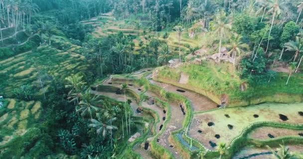 巴厘岛 空中无人机上的米梯田鸟瞰在巴厘岛的日落岛上美丽的米梯田 印度尼西亚 — 图库视频影像