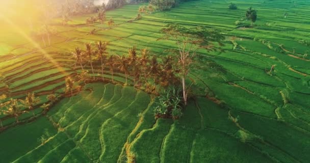 空中の田んぼの空撮はドローン夕日 インドネシアの中にバリの美しいライス フィールドの表示 — ストック動画