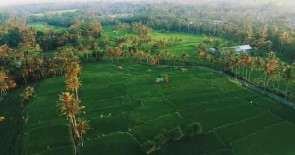 巴厘岛 空中无人机稻田鸟瞰图巴厘岛美丽的稻田在日落期间 印度尼西亚 — 图库视频影像
