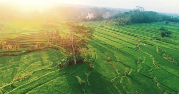 Luchtfoto Van Rijstvelden Bali Luchtfoto Drone Uitzicht Prachtige Rijstvelden Bali — Stockvideo