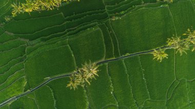 Güzel pirinç tarlaları Bali, Endonezya Hava dron görünümü