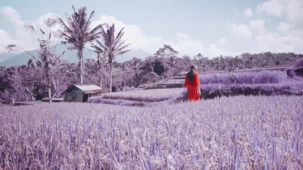 Mulher Bonita Campos Arroz Roxo Violeta Imagens Coloridas Bela Jovem — Vídeo de Stock