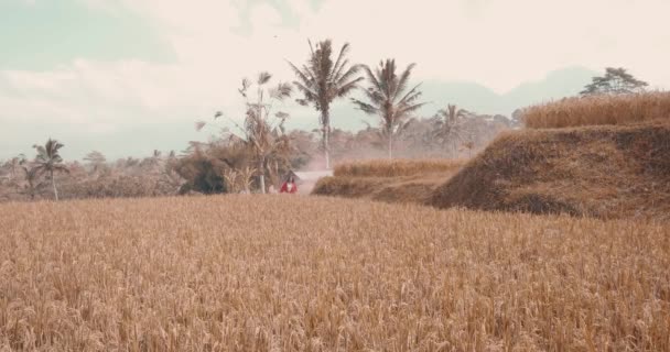 Beautiful Woman Colored Smoke Rice Fields Beautiful Young Woman Red — Stock Video