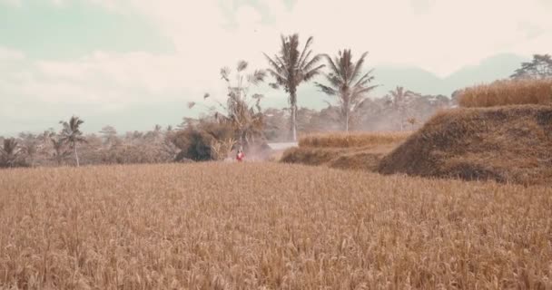 Hermosa Mujer Con Humo Color Los Campos Arroz Hermosa Mujer — Vídeo de stock