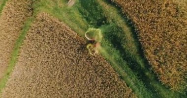 Renkli duman pirinç tarlaları / hava güzel kadınla robot pirinç alan - ağır çekimde video renkli renkli duman dans kırmızı şeffaf elbiseli güzel genç kadın görünümünü