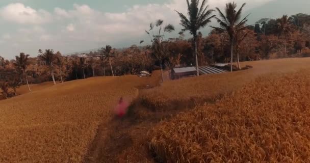 Hermosa Mujer Con Humo Color Los Campos Arroz Vista Aérea — Vídeo de stock