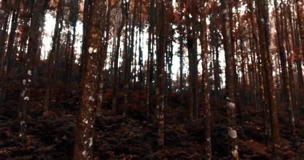 Δένδρα Στο Δάσος Μήκος Πόδηα Των Δέντρων Στο Δάσος Κατά — Αρχείο Βίντεο