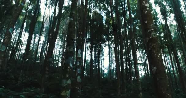 Bäume im Wald / Aufnahmen der Bäume im Wald gegen den Himmel