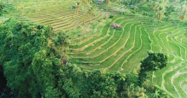 Hava dron görünümü güzel pirinç terasları gündüzleri güneşli yaz, Endonezya Bali Adası