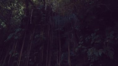 Yağmurda Creepers orman orman / alt görünümü orman asılı üzüm, tropikal yağmur ormanlarında ada Bali, Endonezya