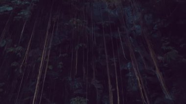 Yağmurda Creepers orman orman / alt görünümü orman asılı üzüm, tropikal yağmur ormanlarında ada Bali, Endonezya