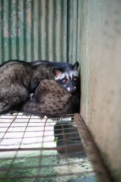 Ásia Palma Civet Mantido Gaiola Café Plantação — Fotografia de Stock