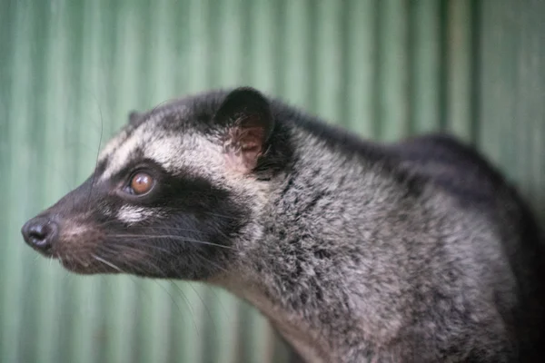 Asya Palm Civet Kahve Saç Ekimi Kafeste Tuttu — Stok fotoğraf