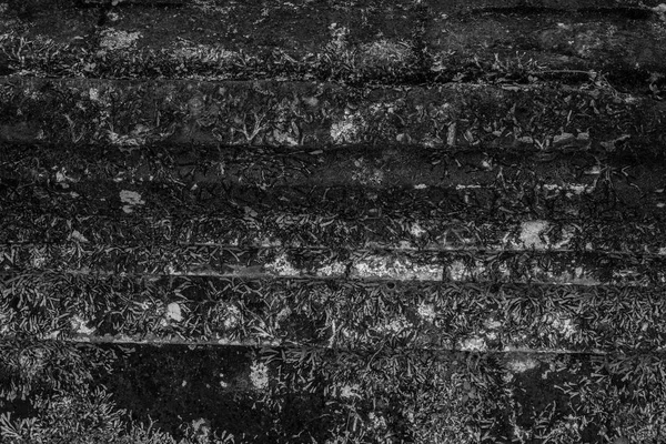 Μακροεντολή Closeup Μαύρο Γλυπτικής Βρύα Φόντο — Φωτογραφία Αρχείου