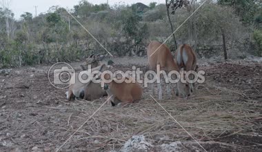 Çevre topluluk, Bali yakınındaki açık inek çiftliği