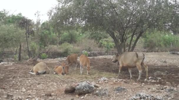 近くのコミュニティ バリ島近くのオープン牛農場 — ストック動画