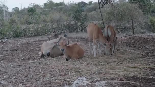 Offene Kuhfarm Der Nähe Der Gemeinde Bali — Stockvideo