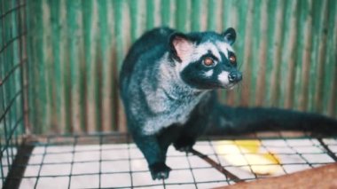 Asya palm civet kahve saç ekimi kafeste tuttu