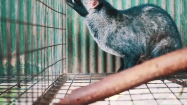 Asya palm civet kahve saç ekimi kafeste tuttu
