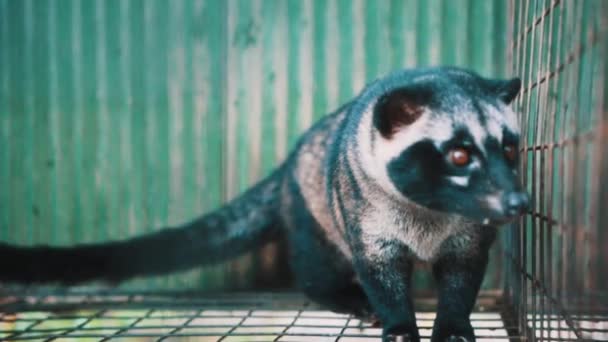 Asiatico Palma Civet Tenuto Gabbia Sulla Piantagione Caffè — Video Stock