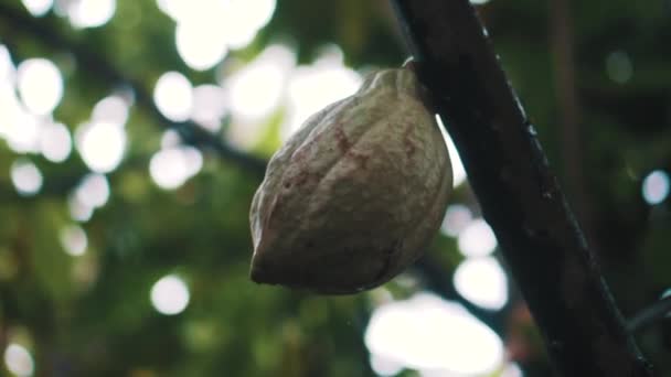 Nahaufnahme Von Gelb Orangefarbenen Kakaofrüchten Regnerischen Tag Auf Dem Kakaobaum — Stockvideo