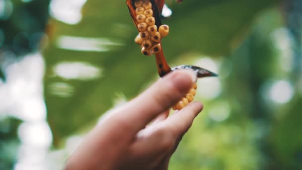 下视特写女性手摸蝎尾蕉花在雨天 慢动作视频 — 图库视频影像
