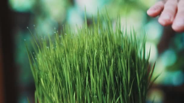 Gros Plan Main Féminine Touchant Herbe Avec Des Gouttes Pluie — Video