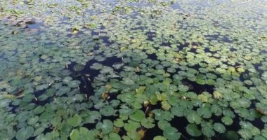 Bir su birikintisi yüzeyini örten duckweed hava dron üstten görünüm