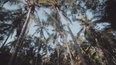 Alt görünümü ve güzel tropikal palmiye ağaçlarının güneşli yaz gökyüzü arka plan üzerinde