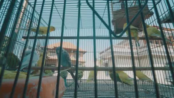 Video Von Papageienvögeln Käfig Auf Dem Traditionellen Markt Bali Indonesien — Stockvideo