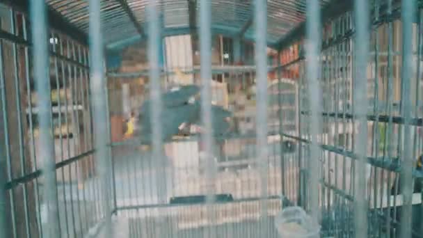 在印尼巴厘岛传统市场上 普通山八哥鸟在笼子里的视频 — 图库视频影像