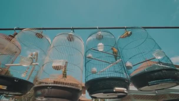 Video Aves Loro Sobre Fondo Azul Del Cielo Durante Día — Vídeo de stock