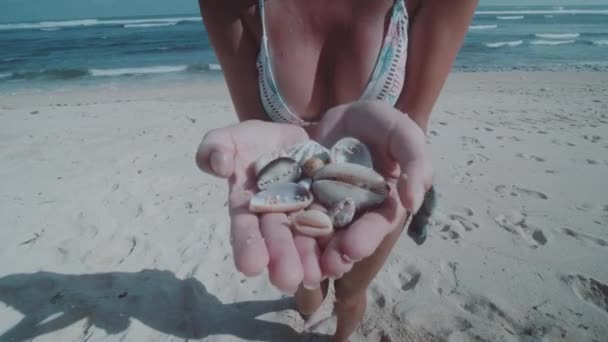 Mãos Mulher Close Mostrando Conchas Coletadas Enquanto Estava Praia Areia — Vídeo de Stock