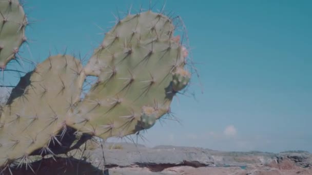 Hermosa Flora Tropical Con Plantas Cactus Bali Indonesia — Vídeos de Stock