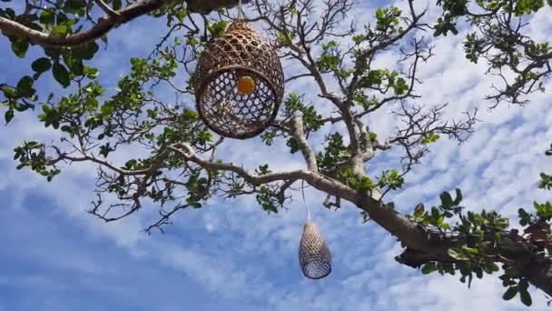 Збирає Світильники Які Висять Прикраси Дереві Фоні Блакитного Літнього Неба — стокове відео