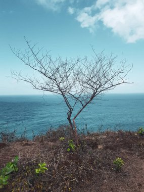 Mavi okyanus ve yaz gökyüzü arka plan üzerinde uçurumdaki kuru çam ağacı
