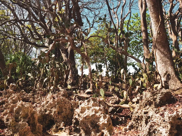 Bella Flora Tropicale Con Piante Cactus Bali Indonesia — Foto Stock