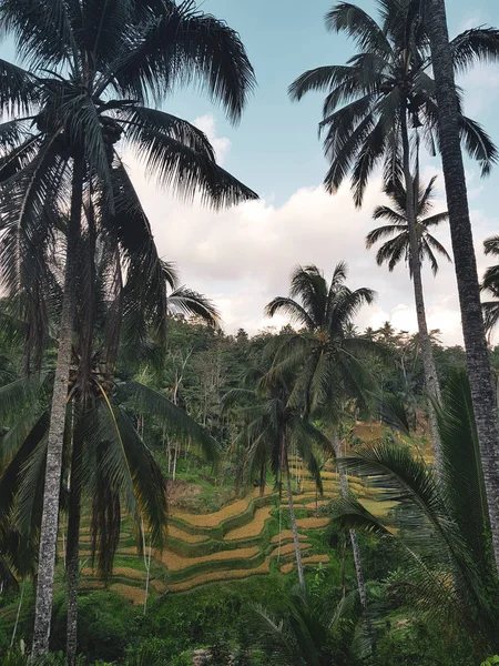 Όμορφη Ρύζι Tearraces Στο Νησί Του Μπαλί Κατά Ηλιοβασίλεμα Ινδονησία — Φωτογραφία Αρχείου