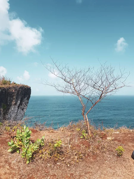 青い海と夏空を背景に崖の上乾燥パイン ツリー — ストック写真