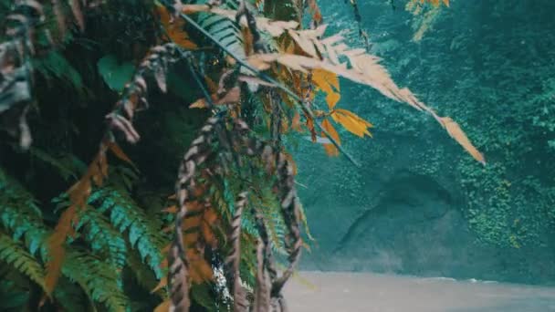 Closeup Jungle Fern Plants Beautiful Tropical Waterfall Bali Indonesia — Stock Video