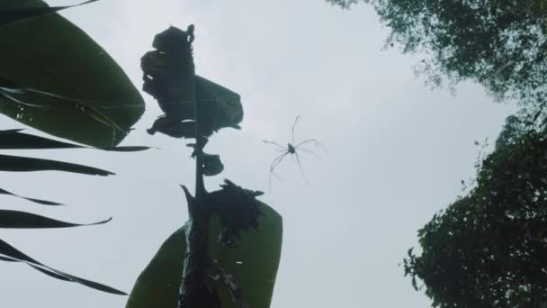 Spodní pohled pavouka na webu v tropické džungli nic podobnýho pozadí oblohy