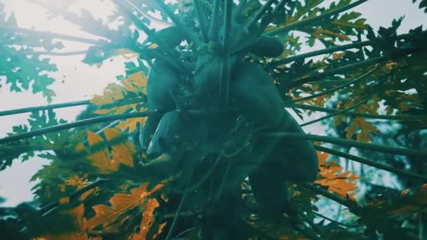 Blick Von Unten Auf Papaya Fruchtbaum Über Himmel Hintergrund Tropischen — Stockvideo