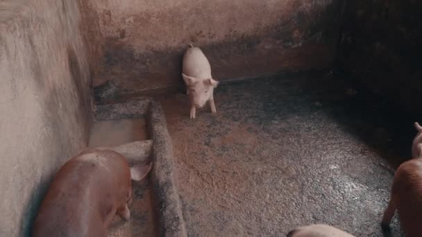 Группа Свиней Ферме Бали Индонезия — стоковое видео