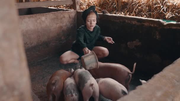 Menina Moda Bonita Alimentando Leitões Posando Pequena Fazenda Porco Sujo — Vídeo de Stock