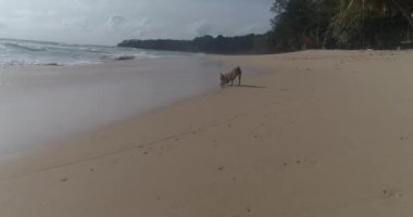 Güneşli yaz gün boyunca tropikal kumsalda oynarken mutlu şirin minyatür pinscher