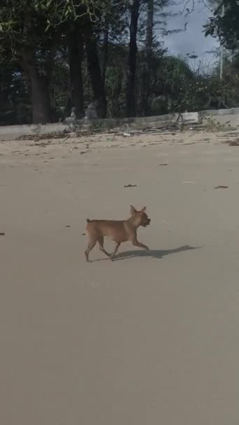 Feliz Lindo Pinscher Miniatura Jugando Playa Arena Tropical Durante Soleado — Vídeo de stock