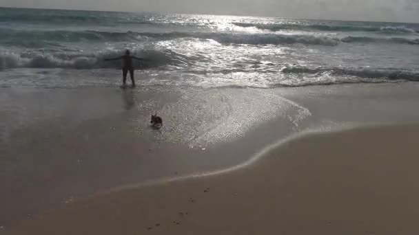 Feliz Pinscher Miniatura Bonito Jogando Praia Areia Tropical Durante Dia — Vídeo de Stock