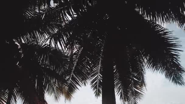 Zonnige Palmbomen Palmbomen Een Zacht Tropisch Briesje Een Strandvakantie Zomer — Stockvideo